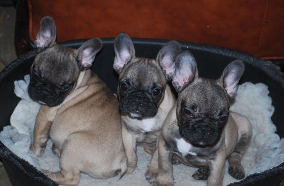 Sani maschio e femmina cuccioli di bulldog francese per adozione 