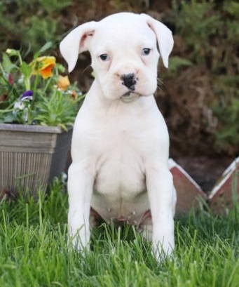 Regalo Cuccioli di boxer in pronta consegna i cuccioli verranno Dato dopo 90 giorni dalla nascita, p