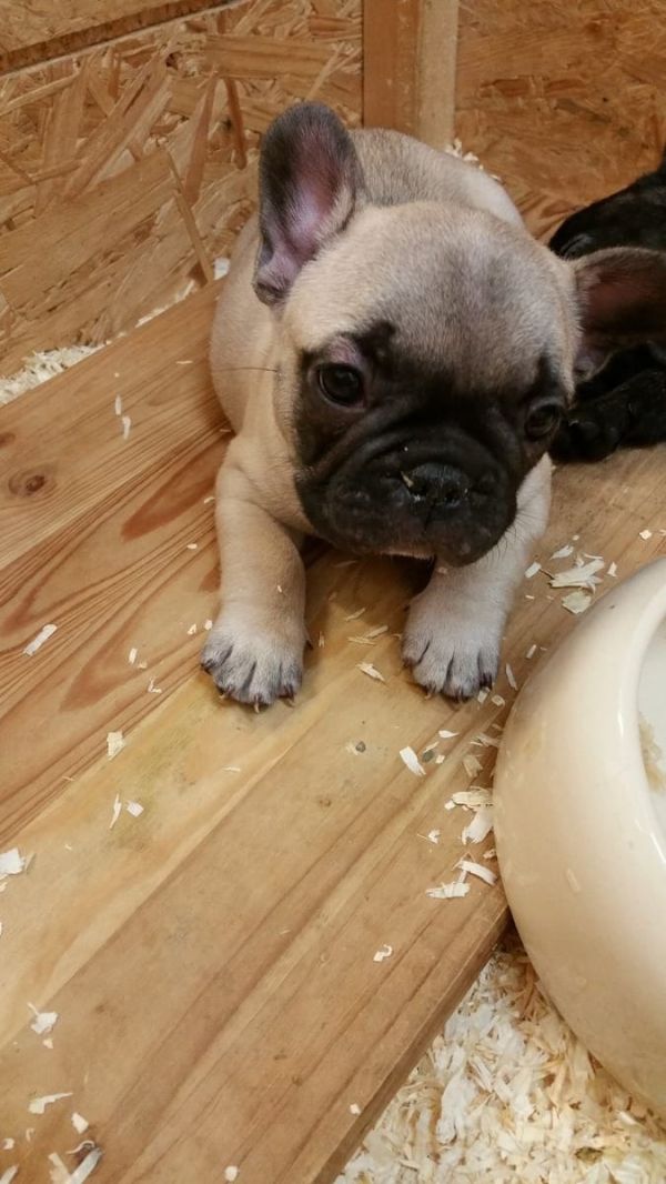 Cuccioli di razza bulldog francese per adozione 