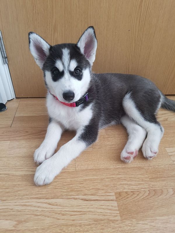 Regalo Husky Disponiamo di una cucciolata di Husky, i cuccioli verranno Dato dopo 90 giorni dalla na