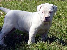 Cuccioli dogo argentino