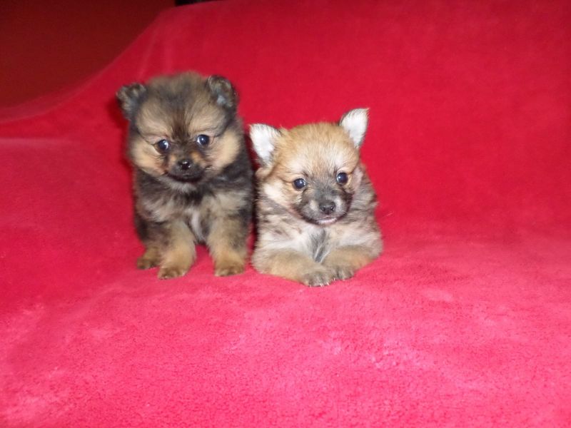  cuccioli di volpino pomeranian  ( per regalo )