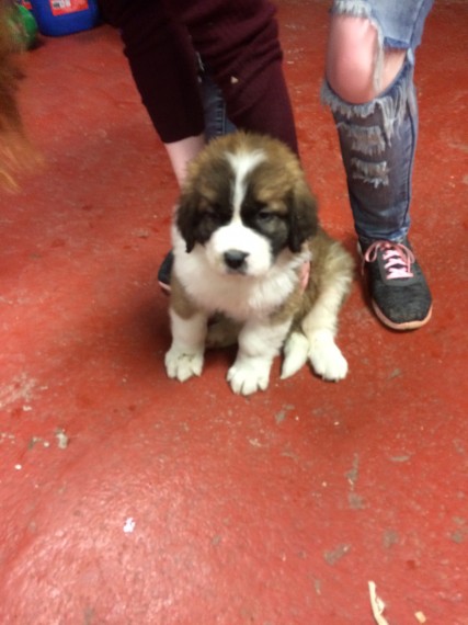 Regalo adorabili cuccioli san bernardo femminucce e maschietti