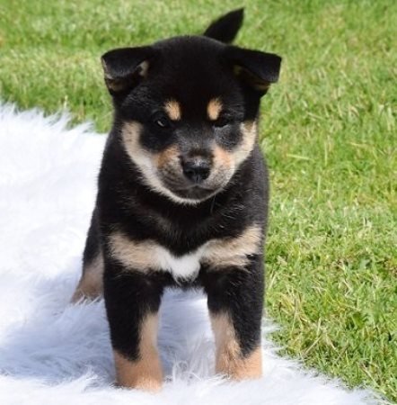REGALO Cuccioli Shiba Inu