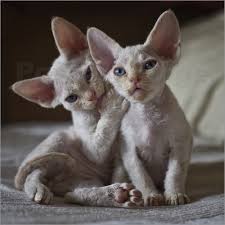 Regalo Maschio e una femmina cuccioli Sphynx per l'adozione Maschio e una femmina cuccioli Sphynx p