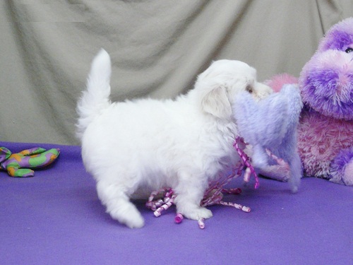 REGALO Dolci cuccioli Maltese per l'adozione