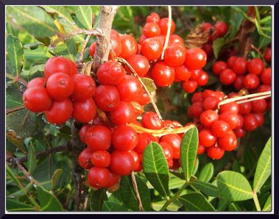 Domenica in collina 15 Maggio passeggiata didattica con happy hour su erbe e frutti dimenticati