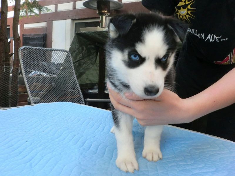 Molto bella e sani cuccioli di Sibarian husky  per adozione maschi e femmine disponibili (gratis)