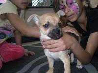 bella ragazza piena chihuahua cucciolo
