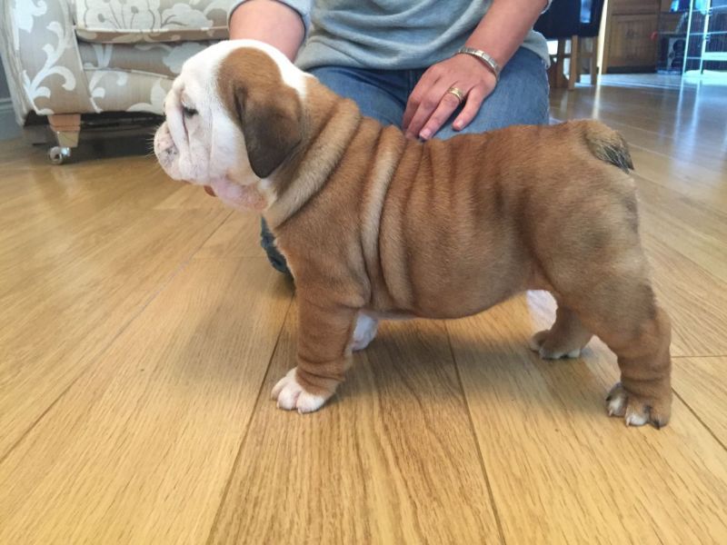 Regalo cuccioli di bulldog inglese disponiamo di una cucciolata di bulldog inglesi,con microchip,2 v