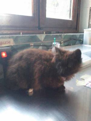 Calzino, giovane micio maschio nero semilungo