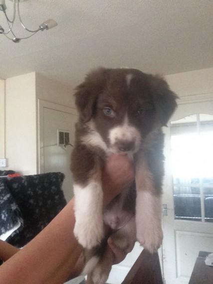 Adorabili cuccioli di border collie femminucce e maschietti disponibili