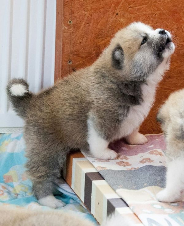 Molto bella e sani cuccioli di akita-inu  per adozione maschi e femmine disponibili (gratis) 