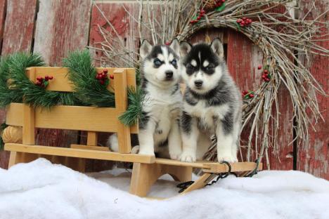 Regalo cuccioli di Siberian Husky