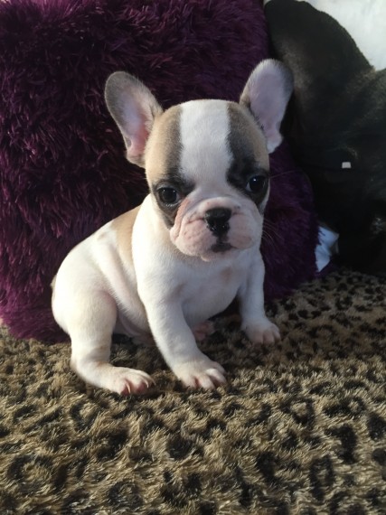 Regalo adorabili cuccioli san bernardo femminucce e maschietti disponibili