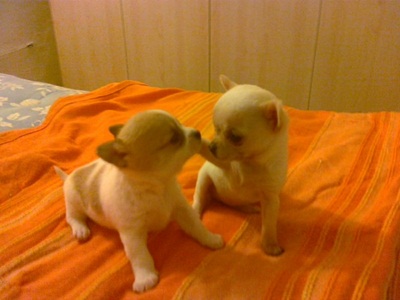 chihuahua vendo