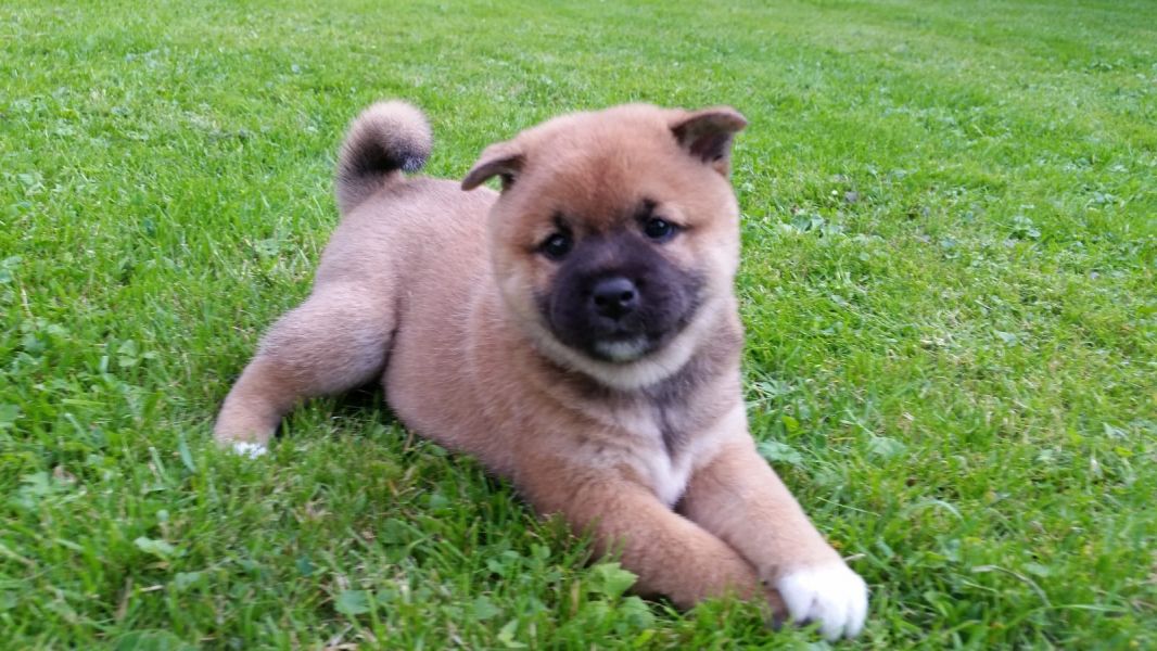 Cuccioli di akita-inu  ( per regalo )