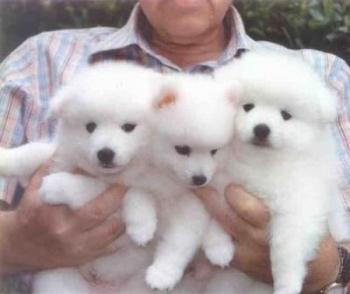 Cuccioli di samoiedo femminucce e maschietti disponibili per l'adozione gratuita