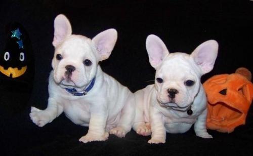 Regalo Bulldog francese cuccioli   adorabile cucciolo bulldog francese. Sto cercando una nuova casa 