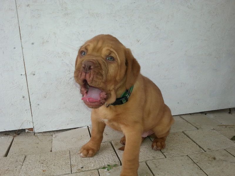  cuccioli di dogue bordeaux per adozione ( maschio e femmina )