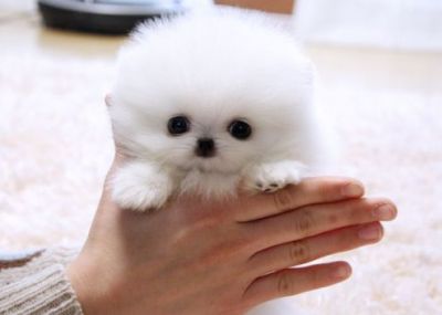 Amico  !!Pomeranian cuccioli con Pedigre,,>