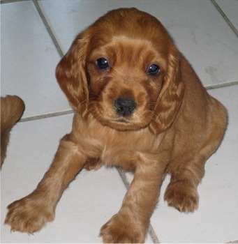 Adorabili cuccioli cocker spaniel per l'adozione
