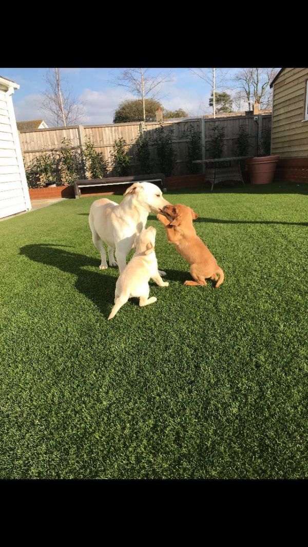 Cuccioli di Labrador dolci Regalo