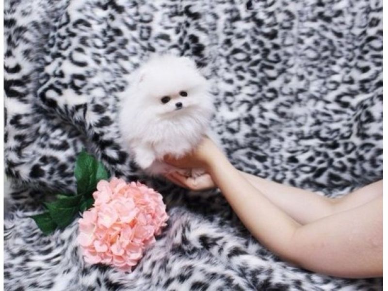 Due Bellissimi cuccioli di Pomeranian, Maschietti e Femminucce,