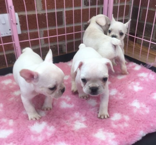 Cuccioli di Bulldog Francese.,, Cuccioli di Bulldog Francese.,,