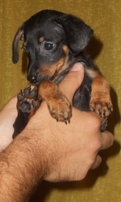 Pinscher nani stupendi