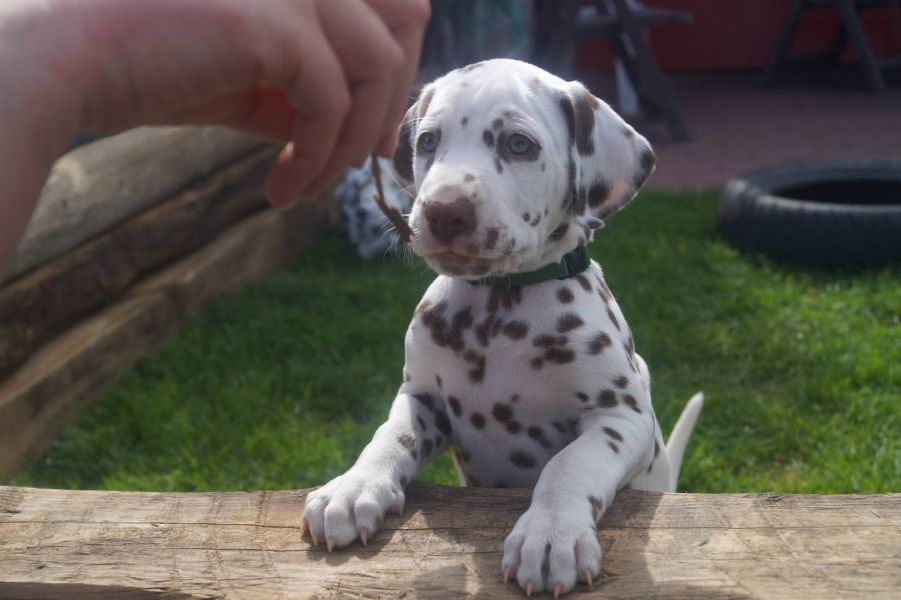  cuccioli di dalmata per adozione per adozione ( regalo )