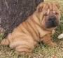 CUCCIOLI DI SHARPEI MIRABILE:::::::::