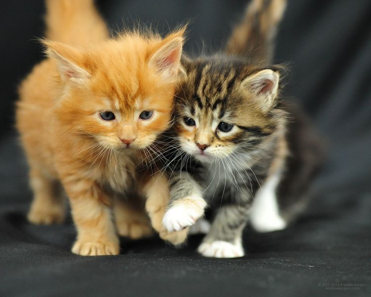 Maine coon gattino tipo