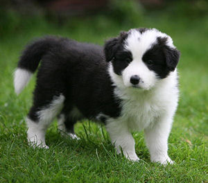 Cuccioli di Border collie femminucce e maschietti disponibili