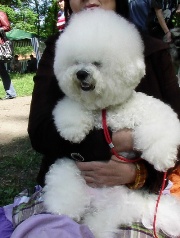 cucioli di bichon frise