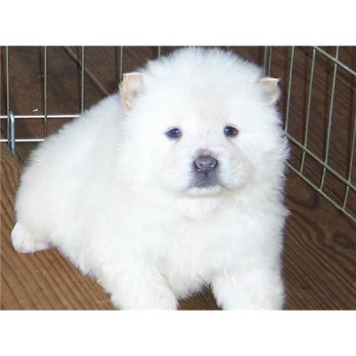 Adorabili cuccioli di samoiedo femminucce e maschietti disponibili per l'adozione