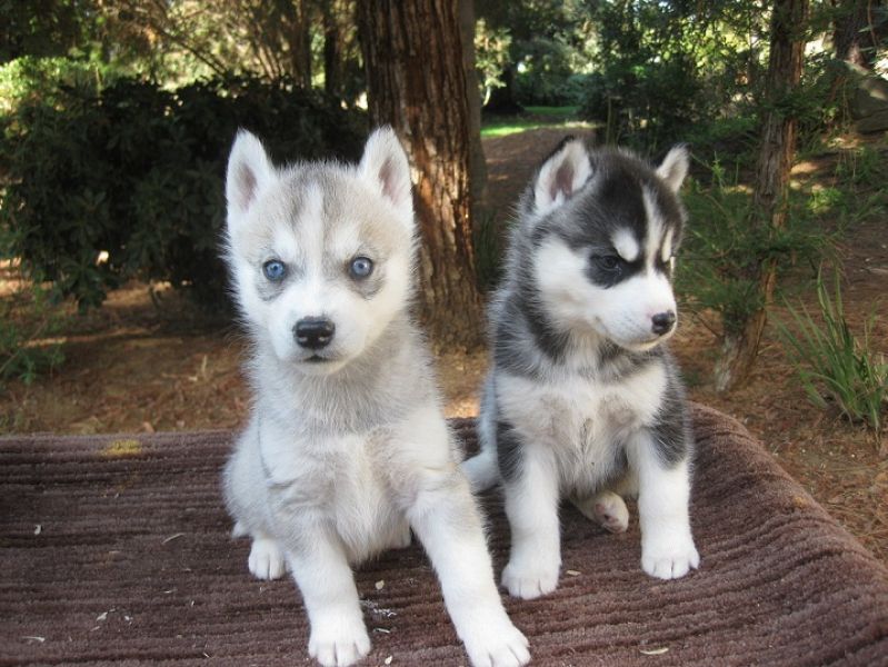 Regalo cuccioli di Siberian Husky