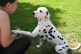 Cuccioli di dalmata disponibili