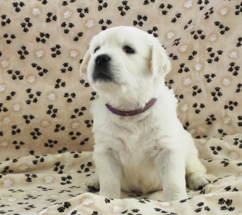 Molto bella e sani cuccioli di golden retriever per adozione maschi e femmine disponibili (gratis) 