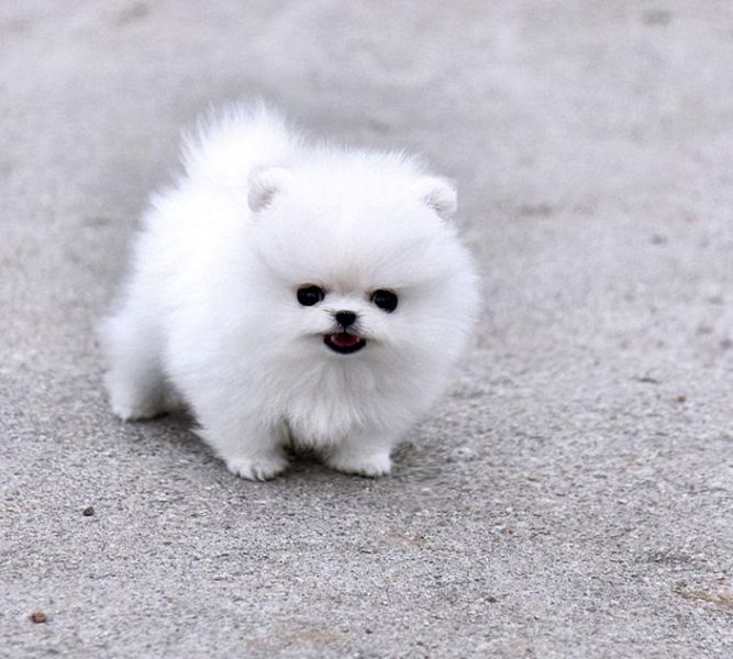 Bellissimi cuccioli di Volpino Pomerania