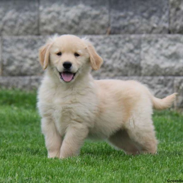 GOLDEN Retriver. disponibili maschi e femmine