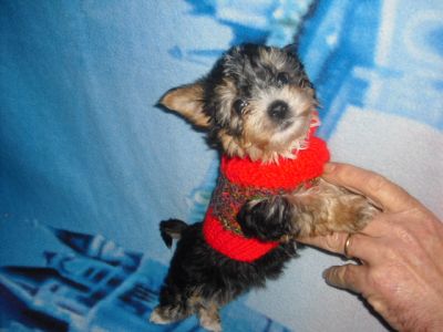 cucciolo di yorkshire terrier tea cup