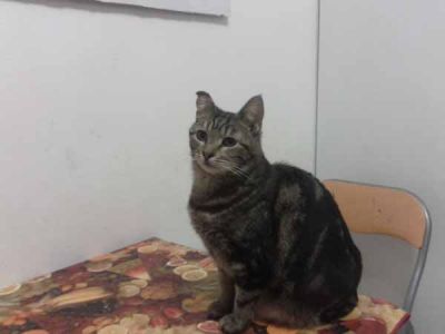 Giulietta gatta adulta mantello tigrato