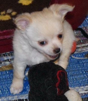 cucciolo di Chihuahua per l'adozione libera