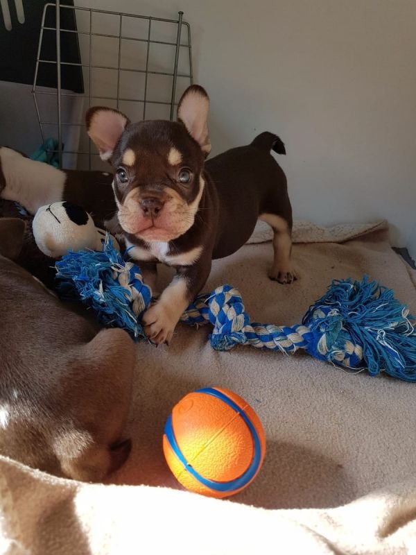 Molto bella e sani cuccioli di bulldog francese per adozione  