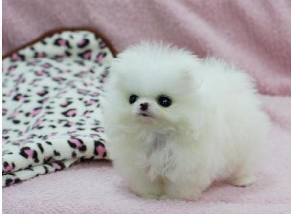  Molto bella e sani cuccioli di volpino pomeranian per adozione maschi e femmine   disponibili (grat