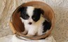 Chihuahua pelo corto mini  chihuahua pelo corto mini