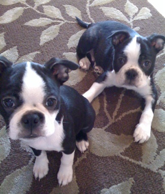  regalo boston terrier cuccioli disponibile per l adozione 