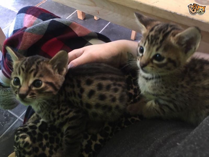 Belle gattini F1 Savannah.