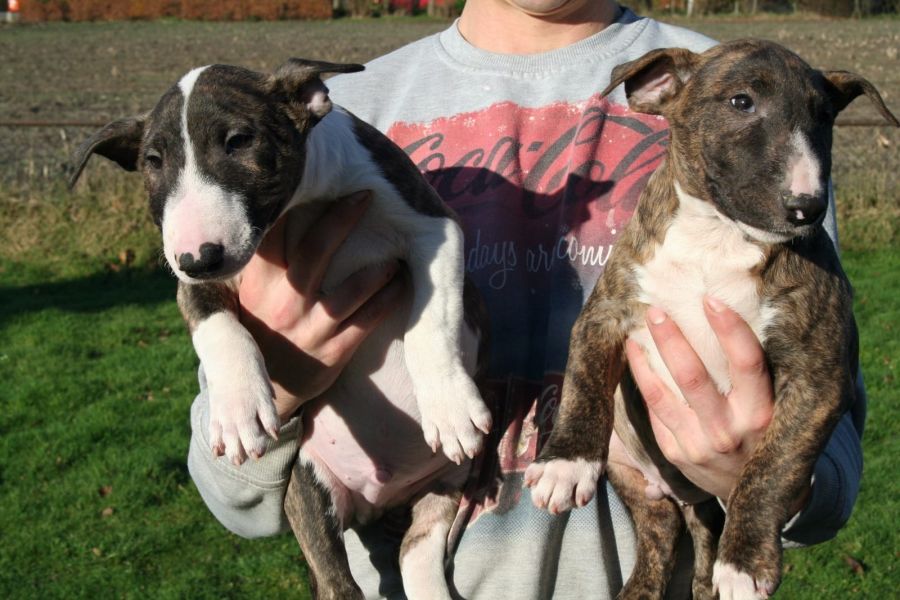 Molto bella e sani cuccioli di bull terrier per adozione maschi e femmine disponibili (gratis) 